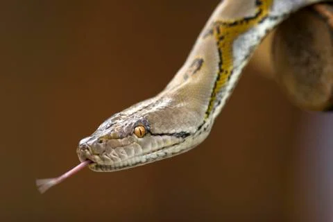 Python Stock Photos