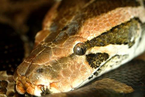 Python 스톡 사진