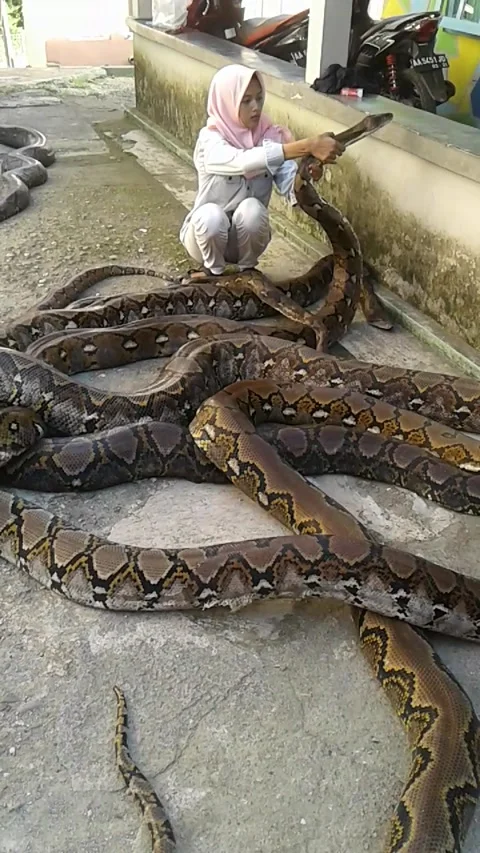 Python Pile-Up, Kebumen, Jawa Tengah, Indonesia - 05 Aug 2018 動画素材 205245146