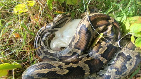 Python with prey Video stock 153330413