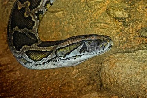 Python python Copyright: xZoonar.com/JoachimxG.xPinkawax/xJo.PinXx 4314736 Stock-Fotos