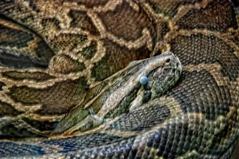 Python Python Copyright: xZoonar.com/JoachimxG.xPinkawax/xJo.PinXx 4552111 Stock-Fotos