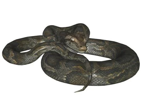 Python The python. The Reptile, snake. Isolated, the illustration 3D Copyr... Stock-Fotos