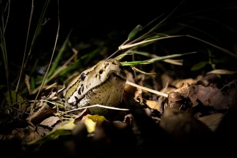 A python, Python sebae, peers its head out of some dry leaves, lit up by a sp Stock Photos