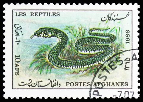 Python (Python sp.), Animals serie, circa 1986 写真素材