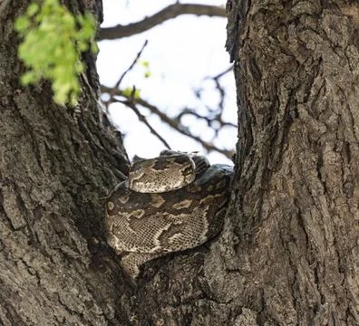 Python (Pythonidae) resting on a tree, Kruger National Park, South Africa, 写真素材