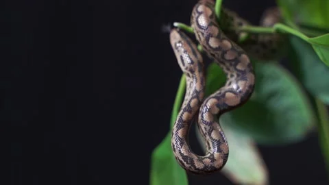 The Python quickly crawls along the branches of trees in search of prey. Stock Footage 149750147