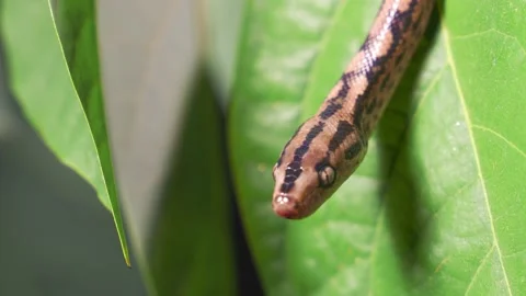 The Python quickly crawls along the branches of trees in search of prey. Stock Footage 149750612
