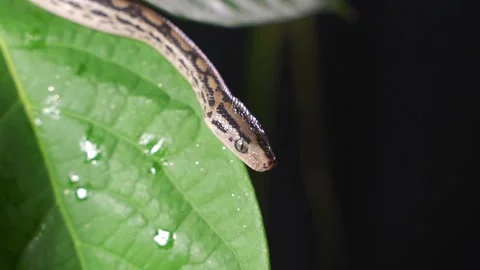 The Python quickly crawls along the branches of trees in search of prey. Stock Footage 150849055