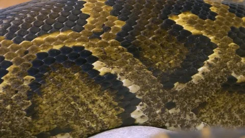 Python rack focus Stock Footage 116742003