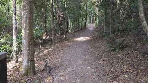 Python on Rainforest Path Video stock 301755505