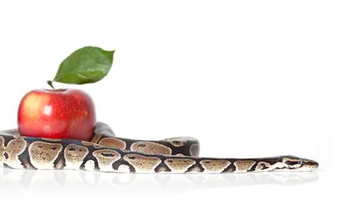 Python with red apple Stock-Fotos