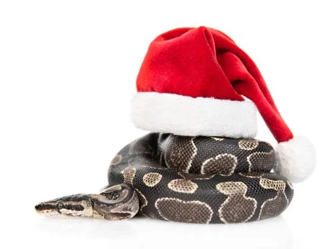 Python with red christmas hat. isolated on white background Foto stock
