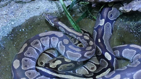 Python refreshing itself in a water puddle Stock Footage 233989830