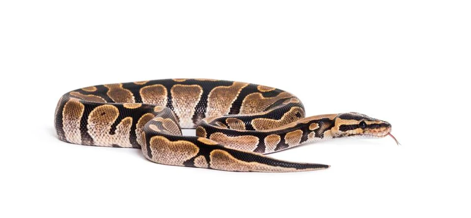Python regius, against white background Stock-Fotos