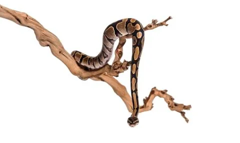 Python regius, against white background Stock-Fotos