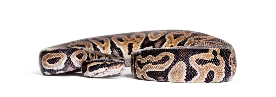 Python regius, against white background Stock Photos