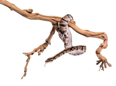 Python regius, against white background 스톡 사진