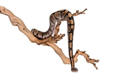 Python regius, against white background Stock-Fotos