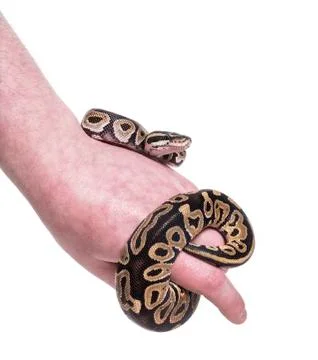 Python regius, against white background 스톡 사진