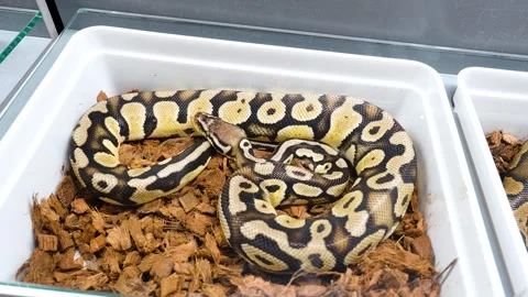 Python Regius Ball Python Vidéo 300268018