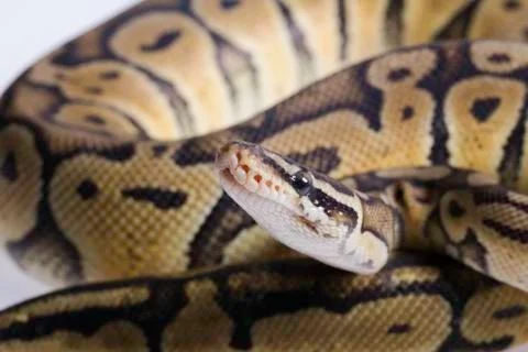 Python regius isolated on white background. Stock Photos