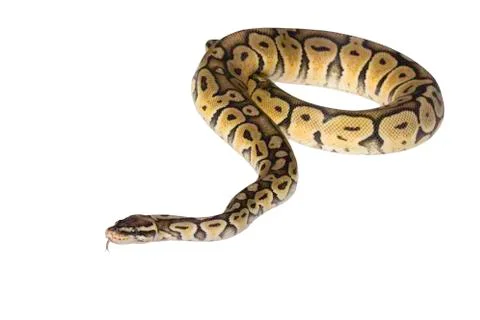 Python regius isolated on white background. Stock-Fotos