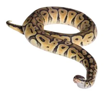 Python regius isolated on white background. Stock Photos