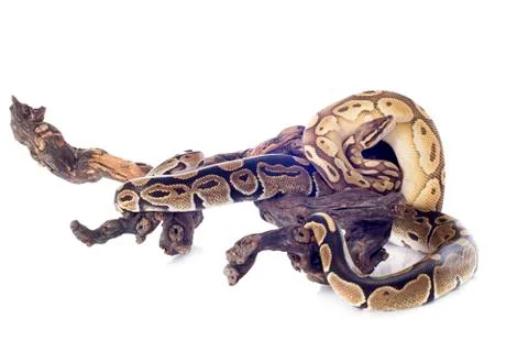 Python regius Foto stock