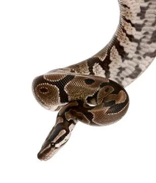 Python regius Python regius snake against white background, studio shot Foto stock
