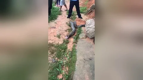 Python regurgitates five whole chickens after being caught by villagers Stockbeeldmateriaal 106300431