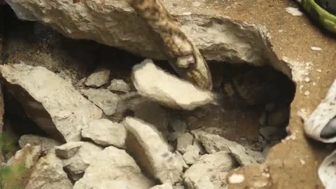 Python regurgitates massive monitor lizard 库存影片 109249890