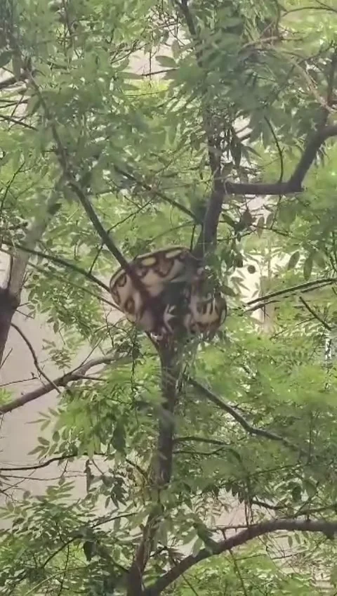 Python Removed From Barcelona Tree, Barcelona, Spain - 27 Jul 2023 库存影片 246882764