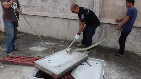 Python rescued after getting trapped in drain pipe 動画素材 106316164