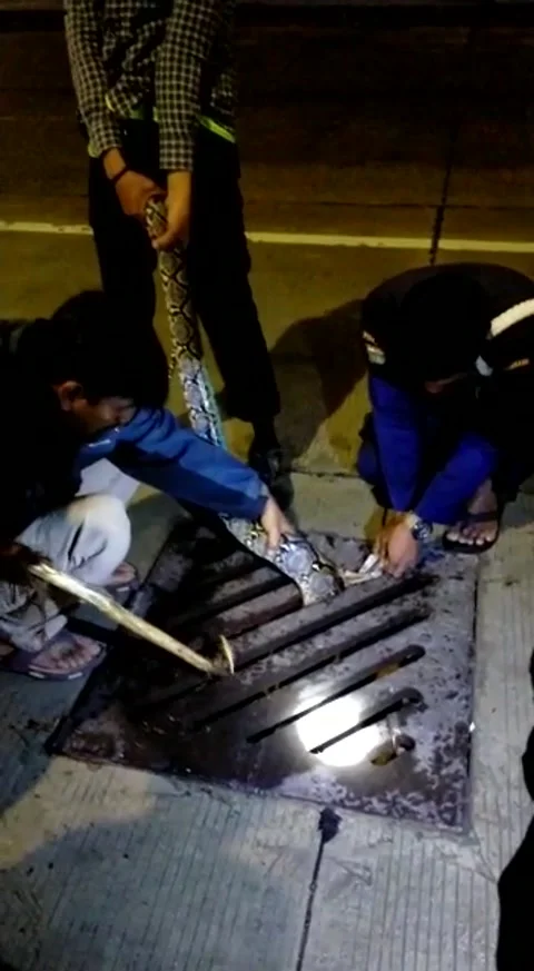 Python Rescued from Narrow Storm Drain, Kota Tangerang, Indonesia - 30 Jan 2020 Stockbeeldmateriaal 205194742