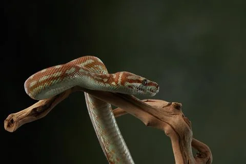 Python Resting on Branch 스톡 사진