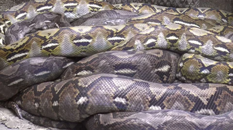 Python resting Video stock 34476949