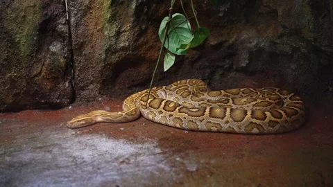 Python resting on the ground in a zoo terrarium Video stock 317541655