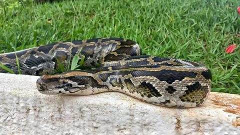 Python Resting by the Path 스톡 사진