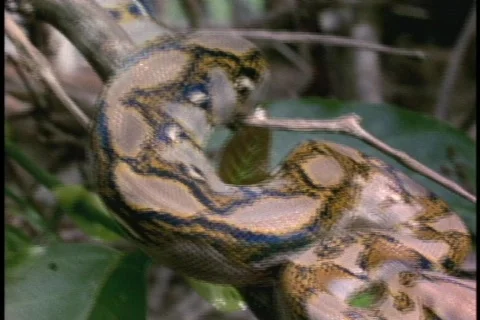 A python rests on a branch. 스톡 동영상 551970