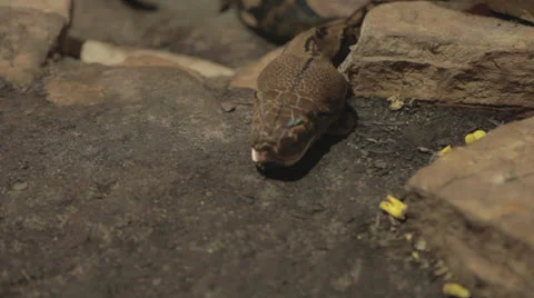 Python Rests Its Head on Ground Stock Footage 24364180