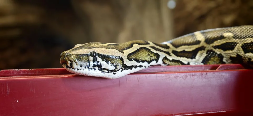 Python rests on a red surface in a zoo or nature reserve setting Photos