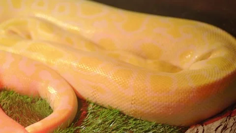 Python rests on wood in a terrarium habitat Stockbeeldmateriaal 334697380