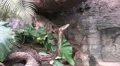 Python reticulatus closeup and zoomin HD Footage