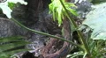 Python reticulatus closeup behind palm plants HD Footage