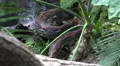 Python reticulatus closeup frontal moving HD Footage