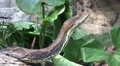 Python reticulatus closeup head over tree HD Footage