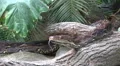 Python reticulatus closeup moving and exploring terrain HD Footage