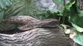 Python reticulatus closeup moving on fallen tree HD Footage