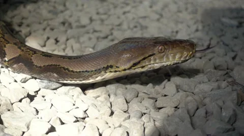 Python reticulatus closeup moving on the ground. Super slow motion 240fps. Video stock 65441093